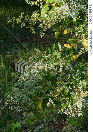 Ligustrum buds - May 2026 140229478