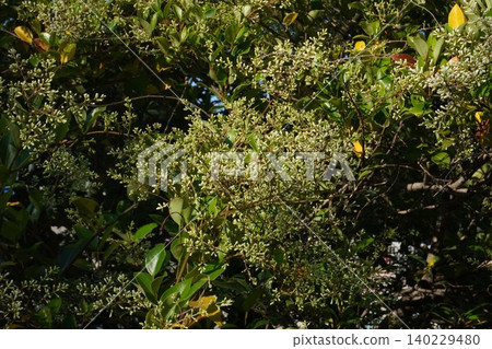 Ligustrum buds - May 2026 140229480