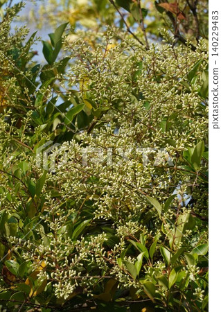 Ligustrum buds - May 2026 140229483
