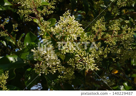Ligustrum buds - May 2026 140229487