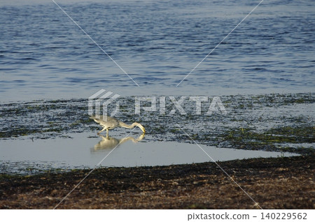 In summer, the Notsuke Peninsula in Hokkaido is a wide sandbar teeming with waterfowl, with Japanese roses blooming at the entrance and a desolate wilderness in the distance. In summer, the Notsuke Peninsula in Hokkaido is a wide sandbar teeming with waterfowl, with Japanese roses blooming at the entrance and a desolate wilderness in the distance. 140229562