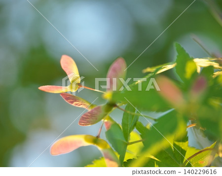 Japanese maple Japanese maple 140229616