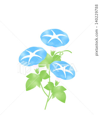 blue morning glory illustration blue morning glory illustration 140229788