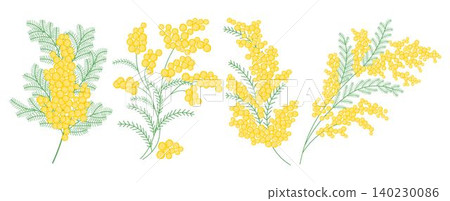 Set of spring mimosa branches with blooming flowers. Delicate floral composition Set of spring mimosa branches with blooming flowers. Delicate floral composition 140230086