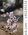 Cherry blossoms and buds 140230154
