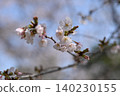 Cherry blossoms herald the arrival of spring 140230155