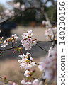 Cherry blossom 140230156