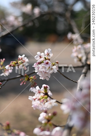櫻花 櫻花 140230156