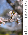 Sakura taking spring sunlight 140230157