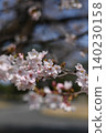 Cherry blossoms and buds 140230158