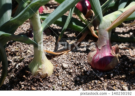 A landscape of fields where white and purple onions are being cultivated and are nearing harvest. 140230192