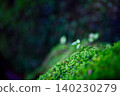 苔蘚森林中冒出了嫩綠的葉子。 140230279