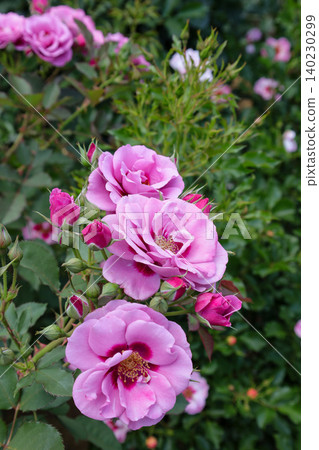Close-up photo of pink roses Close-up photo of pink roses 140230299