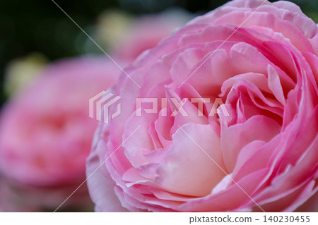 Pink rose close-up photo Pink rose close-up photo 140230455