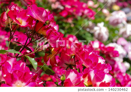 Red roses in full bloom Red roses in full bloom 140230462