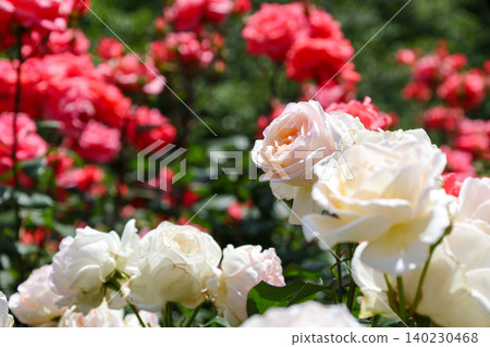 White and red roses White and red roses 140230468