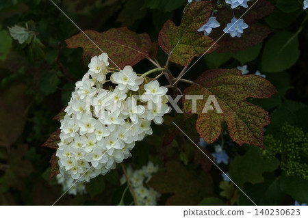 White oakleaf hydrangea flowers, June, Inagi 666, Oakleaf Hydrangea, Hydrangeaceae family, Hirao White oakleaf hydrangea flowers, June, Inagi 666, Oakleaf Hydrangea, Hydrangeaceae family, Hirao 140230623
