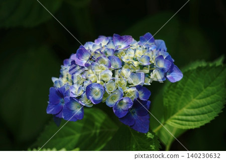 Hydrangeas blooming in a break in the rainy season, June, Inagi 675, Hydrangea, Hydrangeaceae family, Hirao Hydrangeas blooming in a break in the rainy season, June, Inagi 675, Hydrangea, Hydrangeaceae family, Hirao 140230632