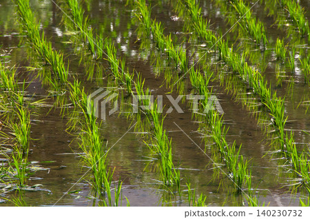 Young rice plants reflected on the water's surface, and the rural landscape of early summer. Young rice plants reflected on the water's surface, and the rural landscape of early summer. 140230732