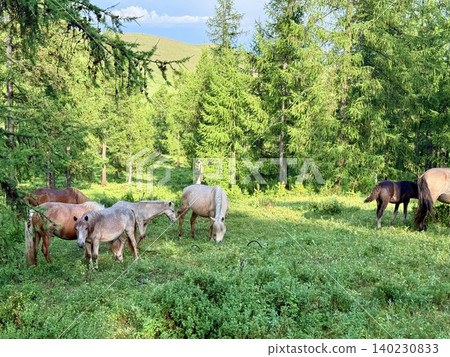 Enjoy a horseback riding tour on the vast grasslands outside Ulaanbaatar, Mongolia. 140230833