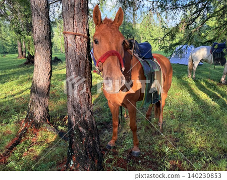 Enjoy a horseback riding tour on the vast grasslands outside Ulaanbaatar, Mongolia. Enjoy a horseback riding tour on the vast grasslands outside Ulaanbaatar, Mongolia. 140230853