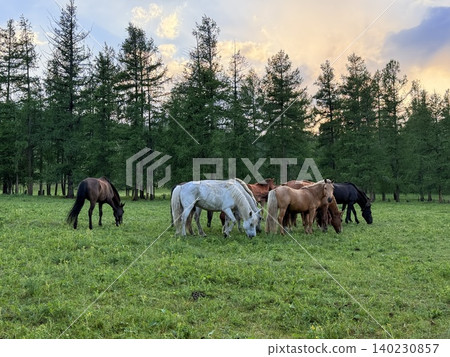 Enjoy a horseback riding tour on the vast grasslands outside Ulaanbaatar, Mongolia. 140230857