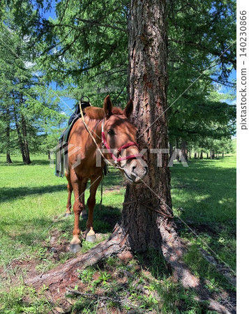 Enjoy a horseback riding tour on the vast grasslands outside Ulaanbaatar, Mongolia. 140230866