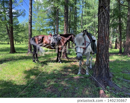 Enjoy a horseback riding tour on the vast grasslands outside Ulaanbaatar, Mongolia. Enjoy a horseback riding tour on the vast grasslands outside Ulaanbaatar, Mongolia. 140230867