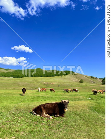 The vast grasslands and natural landscapes of Mongolia stretching out on the outskirts of Ulaanbaatar The vast grasslands and natural landscapes of Mongolia stretching out on the outskirts of Ulaanbaatar 140231078
