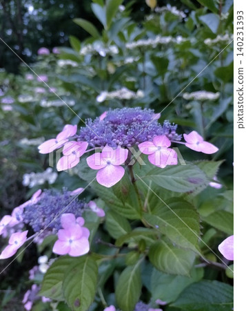 Hydrangea scenery Hydrangea scenery 140231393