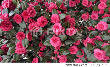 A hedge of red roses in full bloom A hedge of red roses in full bloom 140231596