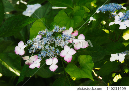 Mountain hydrangeas may not be flashy, but they possess a simple, unpretentious beauty. Mountain hydrangeas may not be flashy, but they possess a simple, unpretentious beauty. 140231609