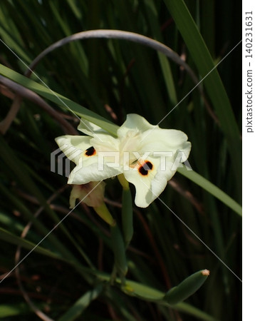 Dietes flower 140231631