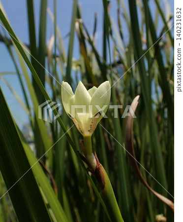 Dietes flower 140231632