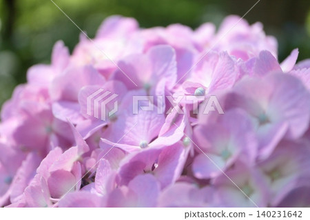 A close-up of a pink hydrangea flower. A close-up of a pink hydrangea flower. 140231642