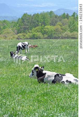 A peaceful pastoral scene: A herd of cows relaxing in Makiba Park, located at the foot of the Yatsugatake Mountains. A peaceful pastoral scene: A herd of cows relaxing in Makiba Park, located at the foot of the Yatsugatake Mountains. 140231643