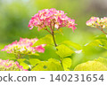 Red hydrangea 140231654