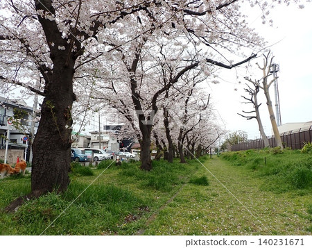櫻花樹成蔭的街道,小島新田 櫻花樹成蔭的街道,小島新田 140231671