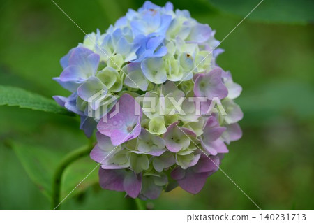 Hydrangea flowers just beginning to bloom Hydrangea flowers just beginning to bloom 140231713