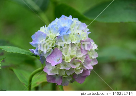 Hydrangea flowers just beginning to bloom Hydrangea flowers just beginning to bloom 140231714