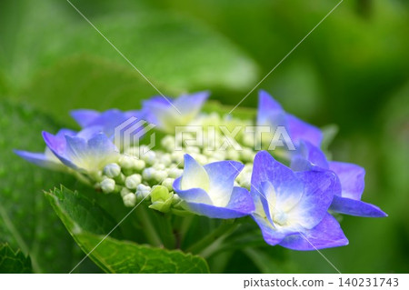 繡球花才剛開始綻放 繡球花才剛開始綻放 140231743