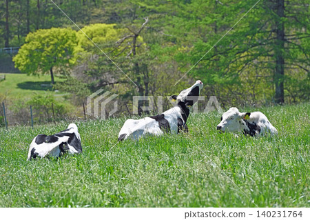 A cow relaxing at leisure: A Holstein cow relaxing with its head tilted upwards in the grassy field of Makiba Park. A cow relaxing at leisure: A Holstein cow relaxing with its head tilted upwards in the grassy field of Makiba Park. 140231764