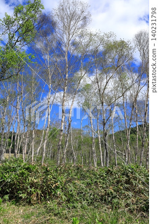White birch trees in Oze Marsh White birch trees in Oze Marsh 140231798
