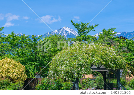 Fresh greenery, Banksia roses, and snow-capped Mt. Jonen [Azumino City Museum of Art] 140231805