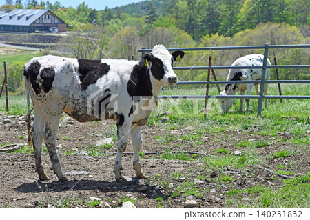 A grazing cow stands still, gazing at the camera in the peaceful pasture of Makiba Park. A grazing cow stands still, gazing at the camera in the peaceful pasture of Makiba Park. 140231832
