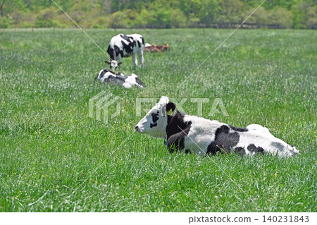 Cows lying on the vast grassland: Holstein cows relaxing in the expansive green space of Makiba Park. Cows lying on the vast grassland: Holstein cows relaxing in the expansive green space of Makiba Park. 140231843