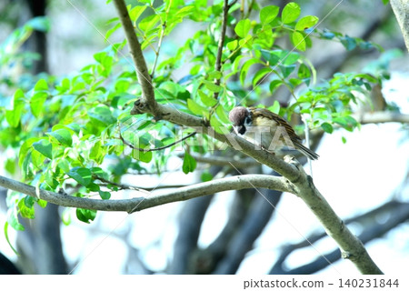 A sparrow perched on a branch A sparrow perched on a branch 140231844