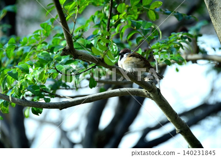 A sparrow perched on a branch A sparrow perched on a branch 140231845