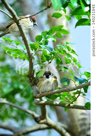 Two sparrows perching on a branch Two sparrows perching on a branch 140231848