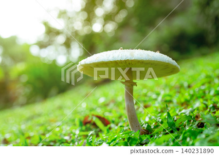 Selective focus on white toxic mushroom on green grass. Toadstool at lawn of park on blurred bokeh background. Poison mushroom with morning sunlight in the garden. Toxic food from nature. Fungus. Selective focus on white toxic mushroom on green grass. Toadstool at lawn of park on blurred bokeh background. Poison mushroom with morning sunlight in the garden. Toxic food from nature. Fungus. 140231890